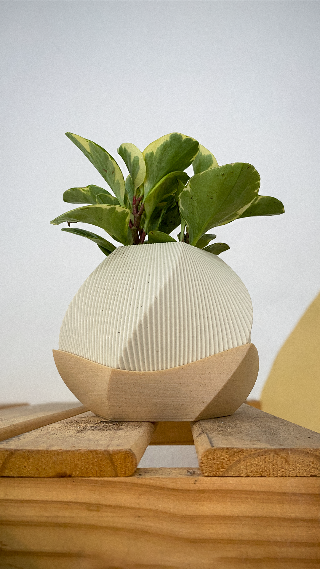 🌿 Sofia Planter Pot 🌿